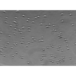 Human Peripheral Blood CD3+ T Cells (Pan T Cells)